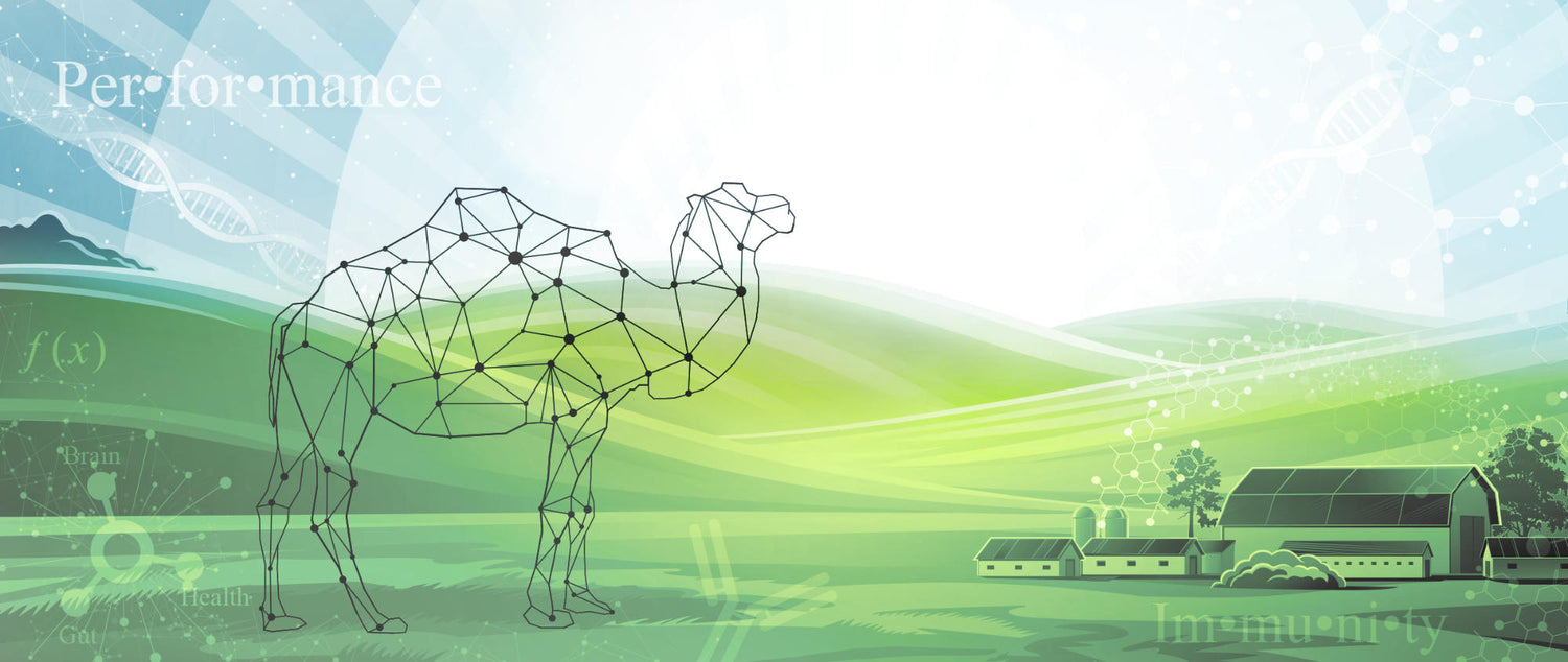 Camel Milk