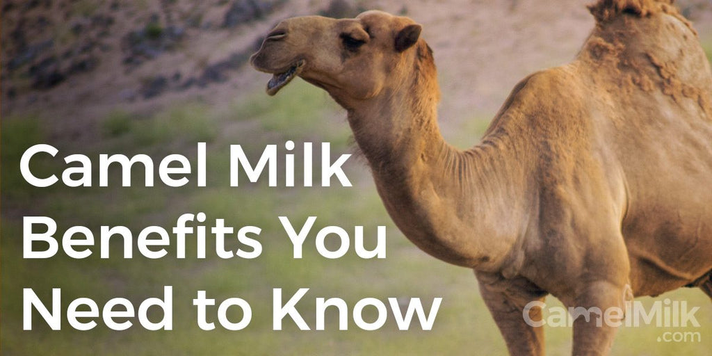 Surprising Camel Milk Health Benefits