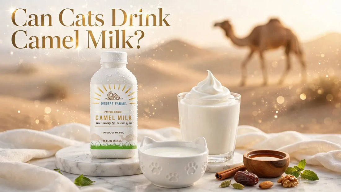 Can Cats Drink Camel Milk? Safety, Risks and Tips