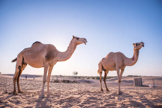 Camel Milk Pasteurization: How Does Heat Affect The Milk?